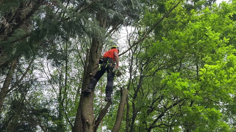 Reliable Sanibel, FL  Tree Services Solutions