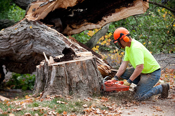 Best Tree Health Inspection  in Sanibel, FL