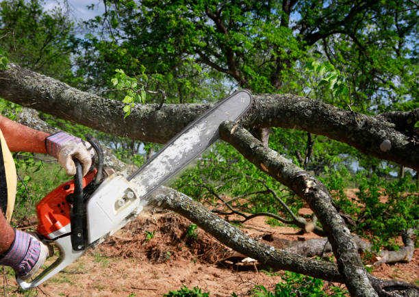 Why Choose Our Tree Removal Services in Sanibel, FL?